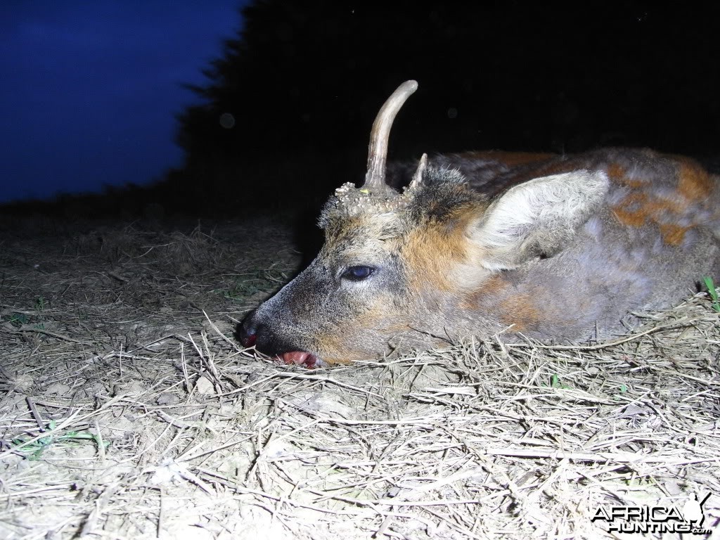 Hunting Roe Bucks in the UK
