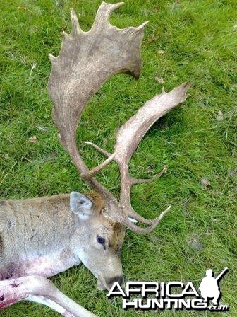 Hunting Fallow Bucks in the UK