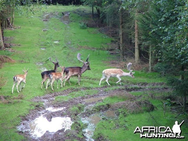 Hunting Fallow Bucks in the UK