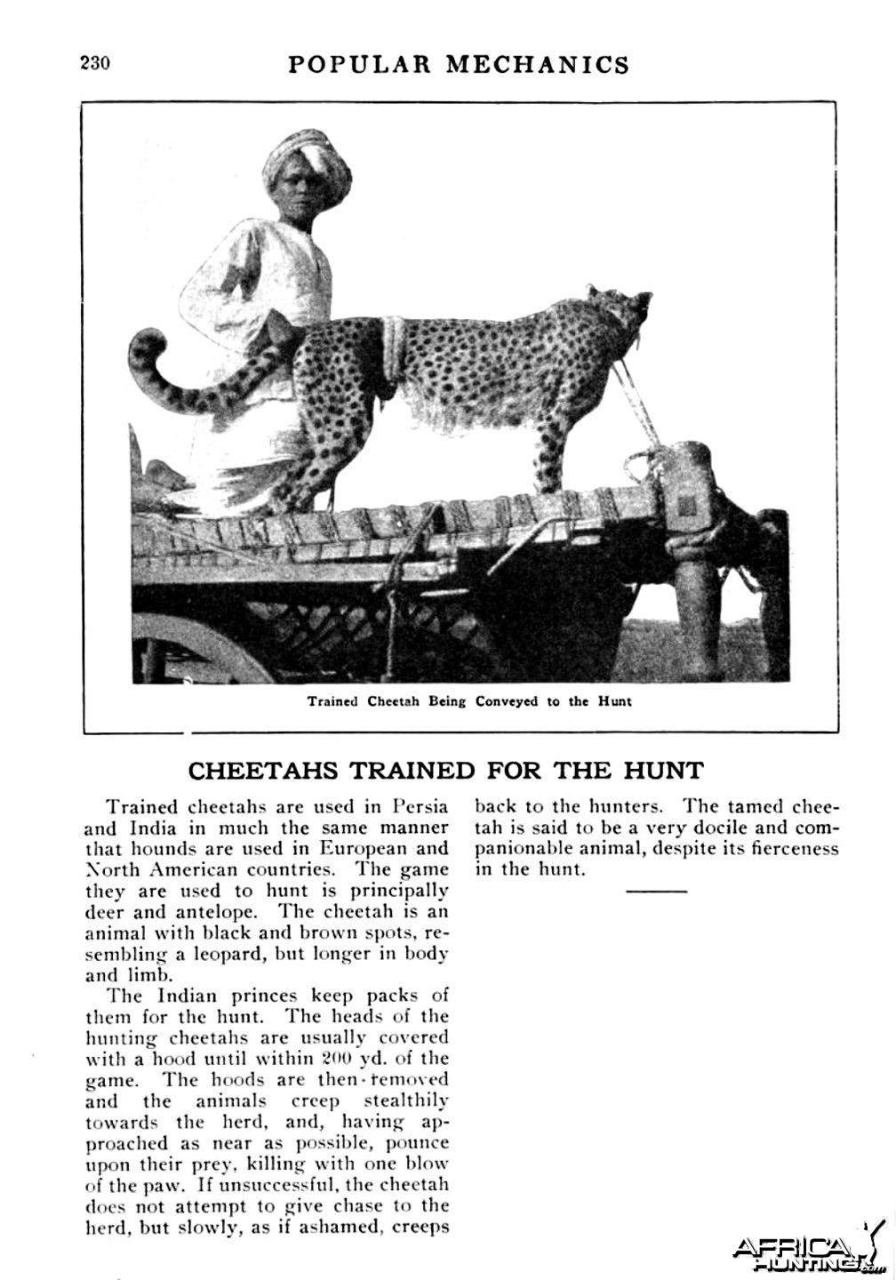 Cheetah Trained for the Hunt