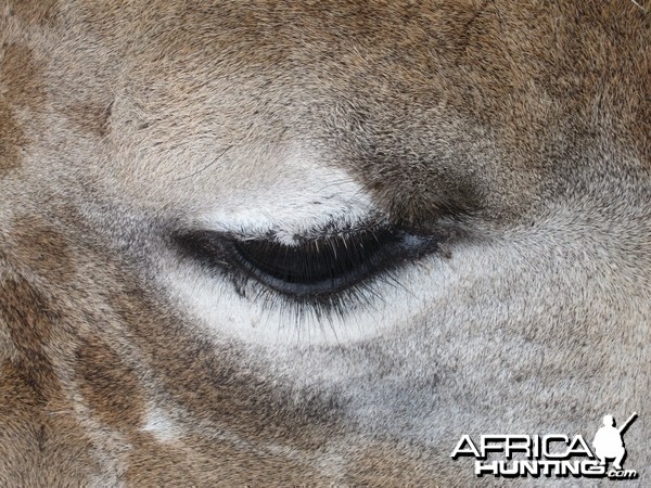 Giraffe Namibia