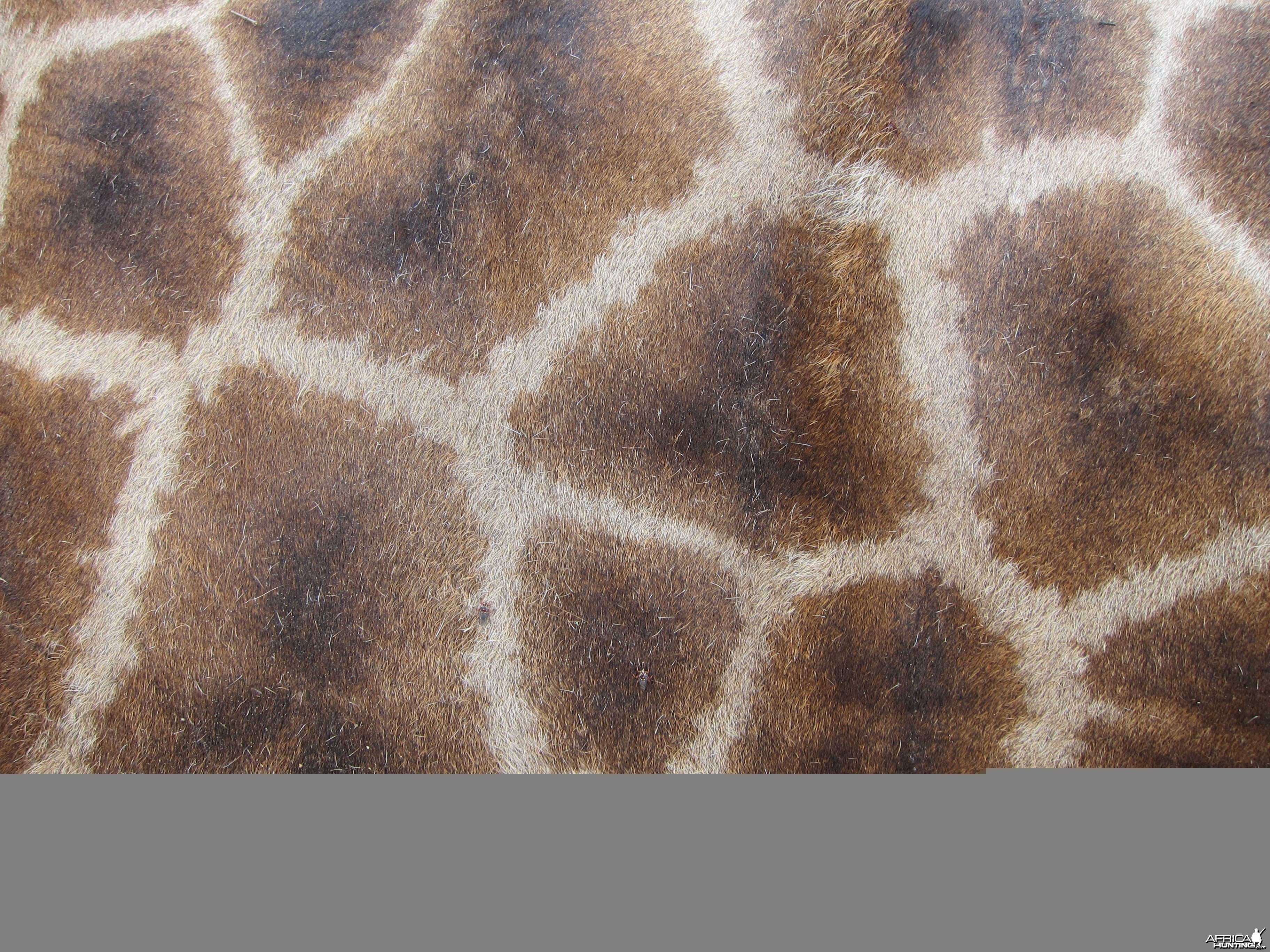 Giraffe Skin Namibia