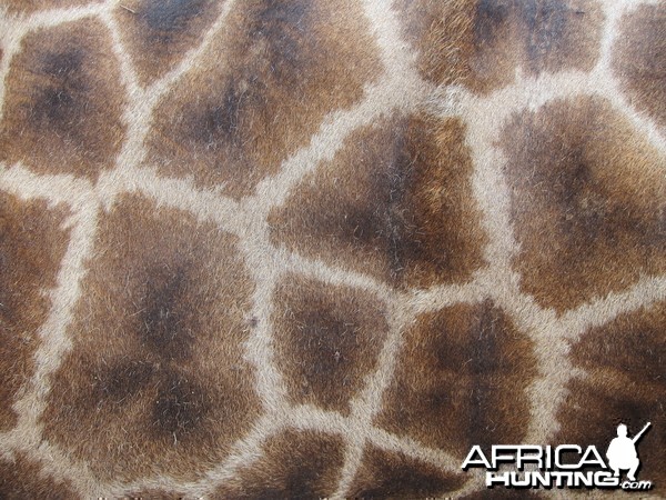 Giraffe Skin Namibia