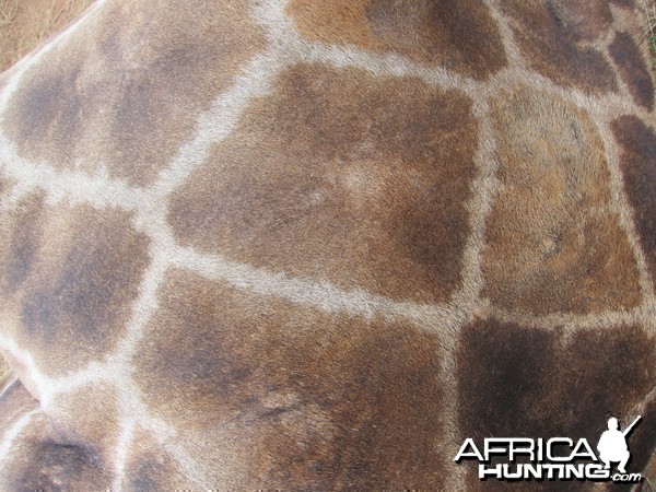 Giraffe Skin Namibia