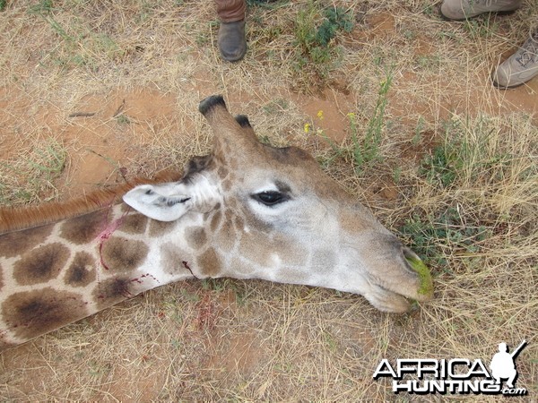 Giraffe Namibia