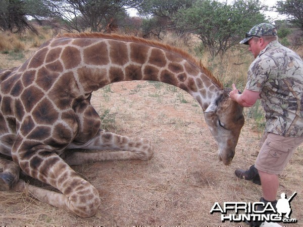 Setting up a Giraffe for trophy pictures