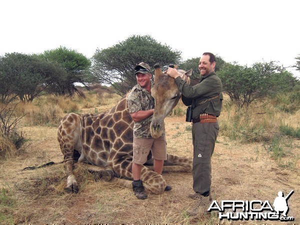 Setting up a Giraffe for trophy pictures