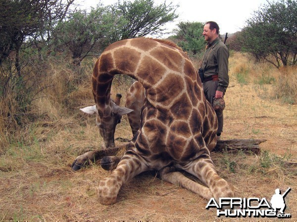 Setting up a Giraffe for trophy pictures