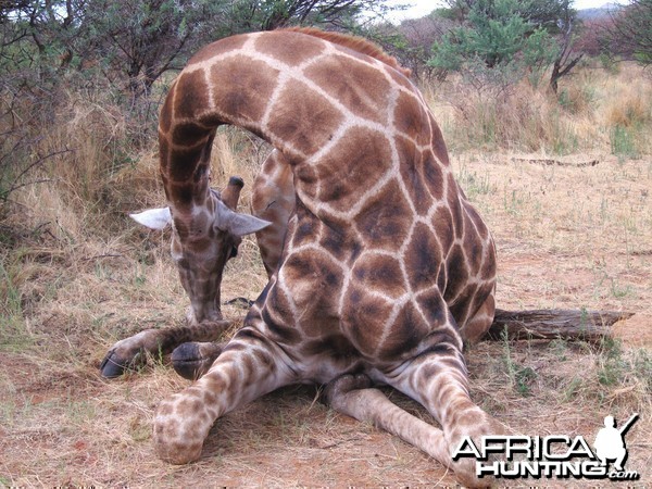 Setting up a Giraffe for trophy pictures