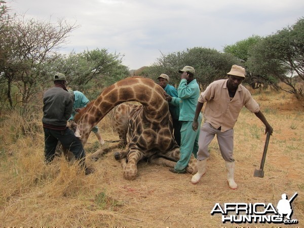 Setting up a Giraffe for trophy pictures