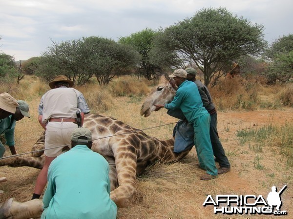 Setting up a Giraffe for trophy pictures