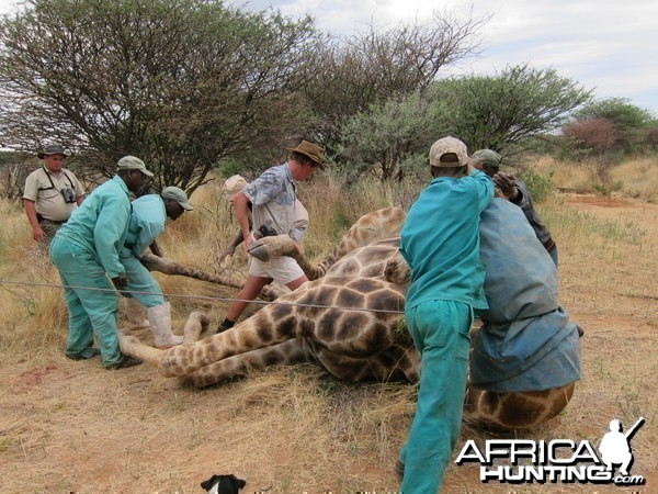 Setting up a Giraffe for trophy pictures