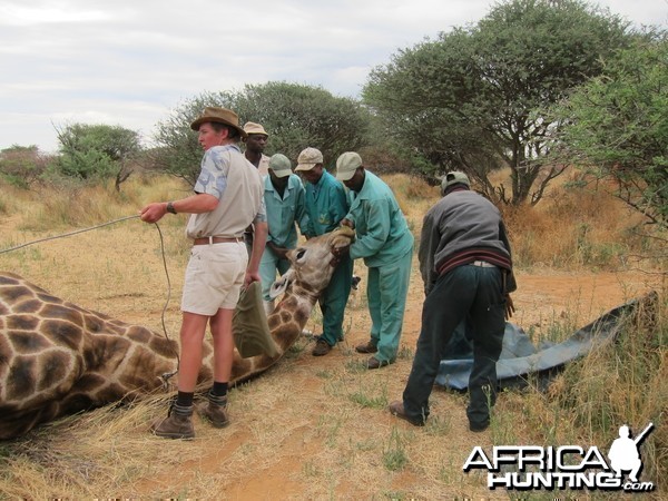 Setting up a Giraffe for trophy pictures