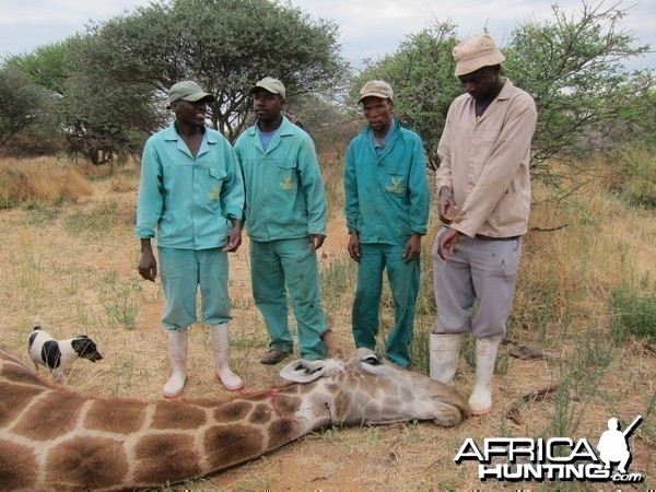 Setting up a Giraffe for trophy pictures