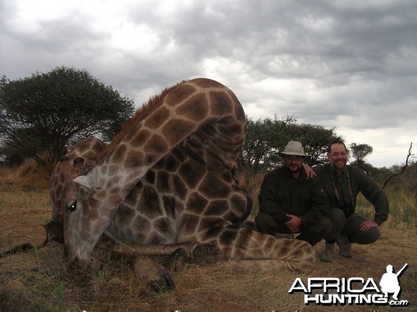 Giraffes Namibia