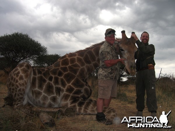 Giraffe Namibia