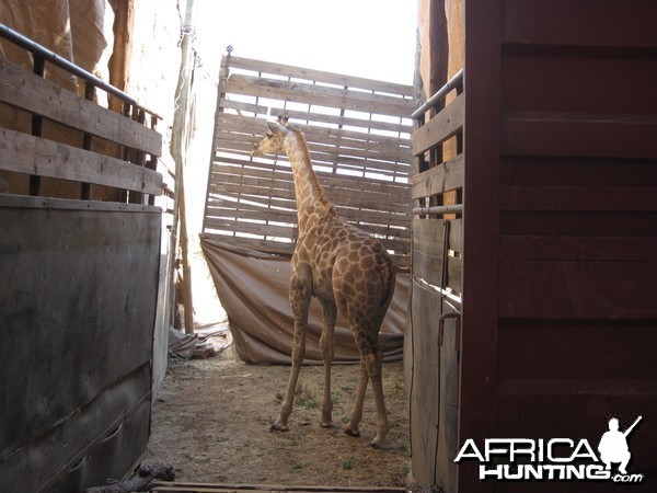 Game Capture Namibia