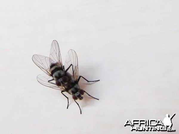 Flies Namibia