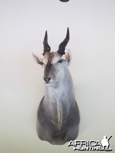 Cape Eland Shoulder Mount taxidermy