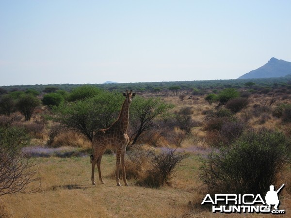 Giraffe Namibia