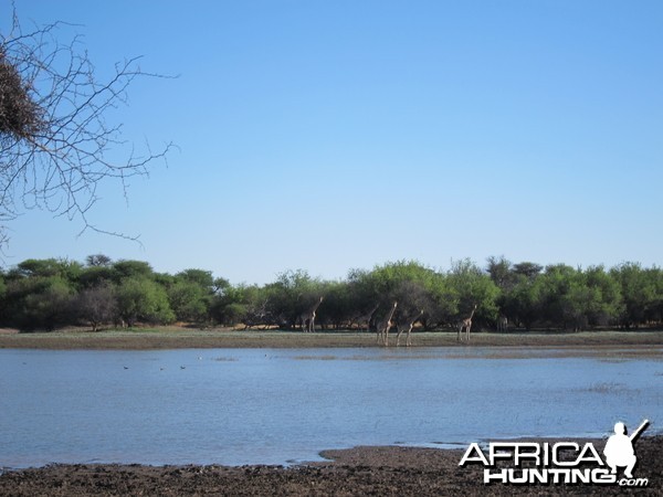 Giraffe Namibia