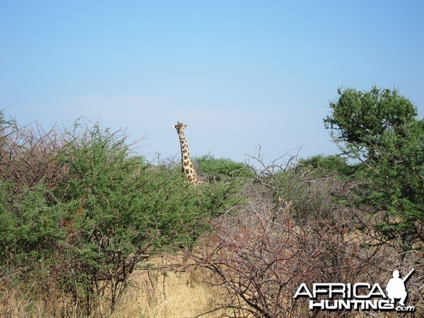 Giraffe Namibia