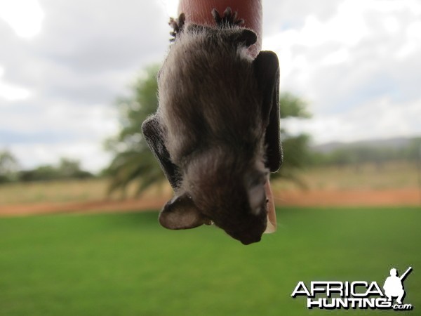 Bat Namibia