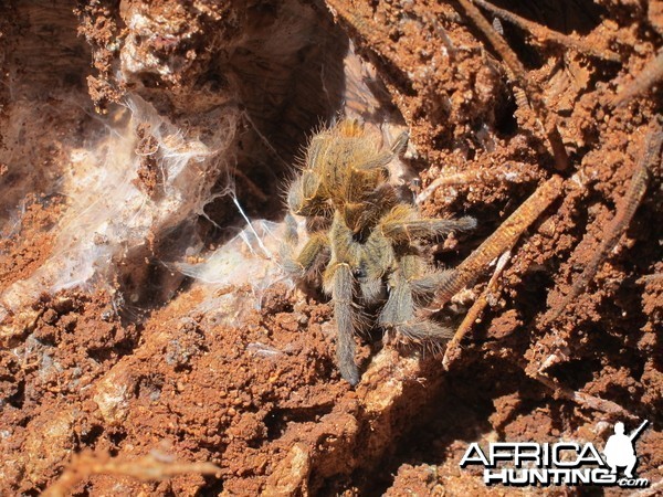 Tarantula Namibia