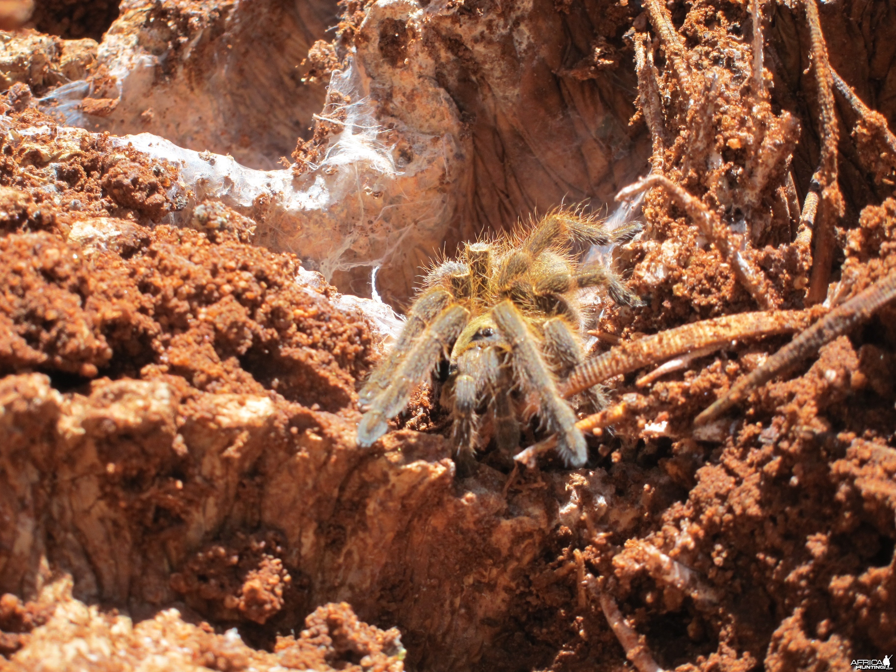 Tarantula Namibia