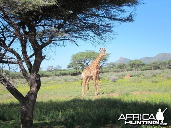 Giraffe Namibia