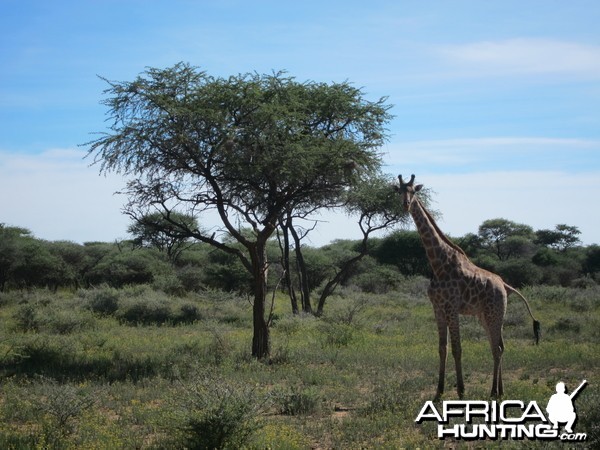 Giraffe Namibia