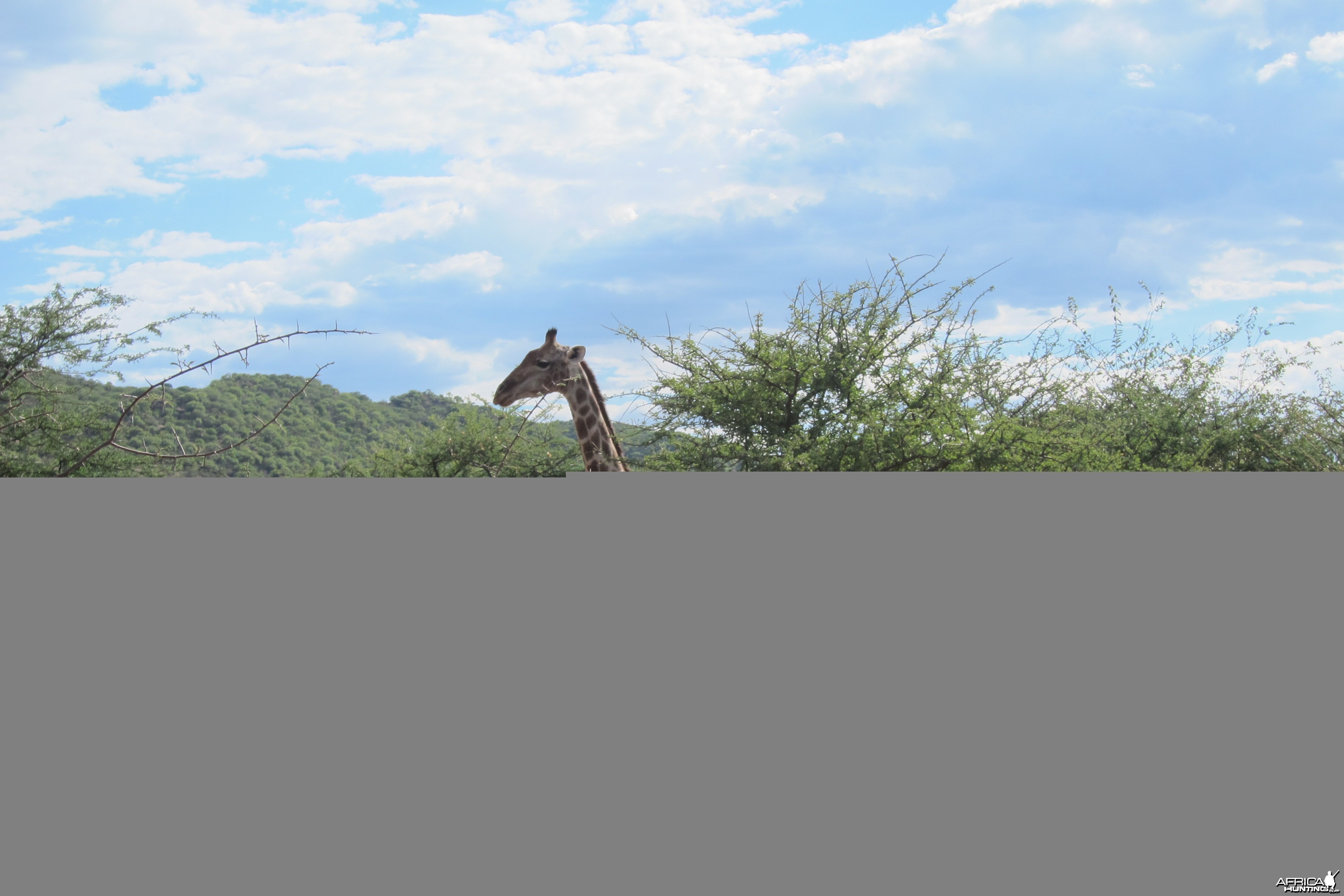 Giraffe Namibia