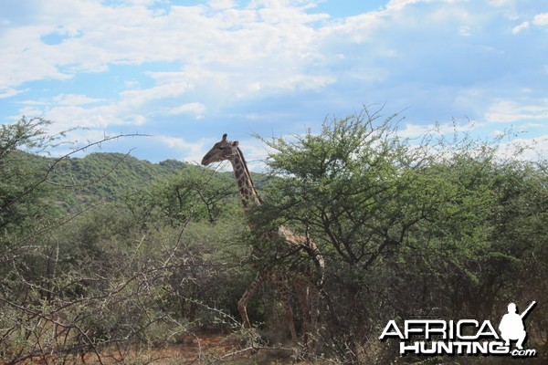 Giraffe Namibia