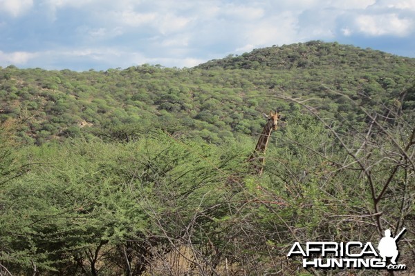 Giraffe Namibia