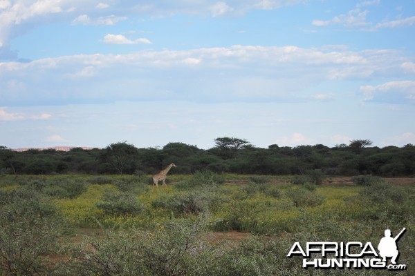 Giraffe Namibia