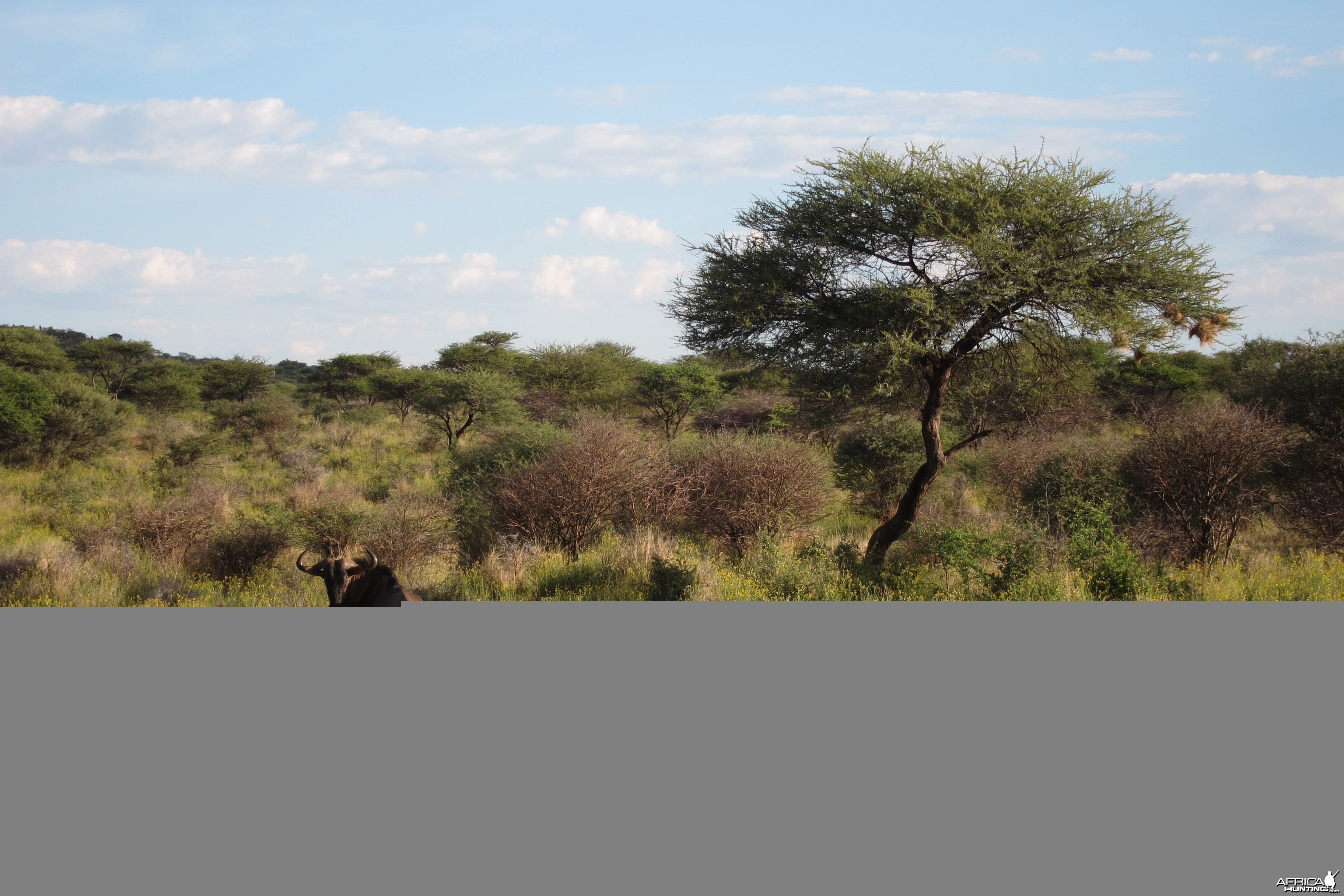 Blue Wildebeest Namibia