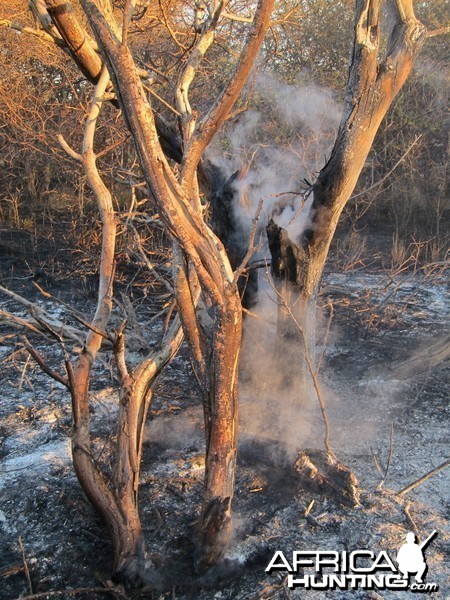 Controlled Bush Fire Namibia