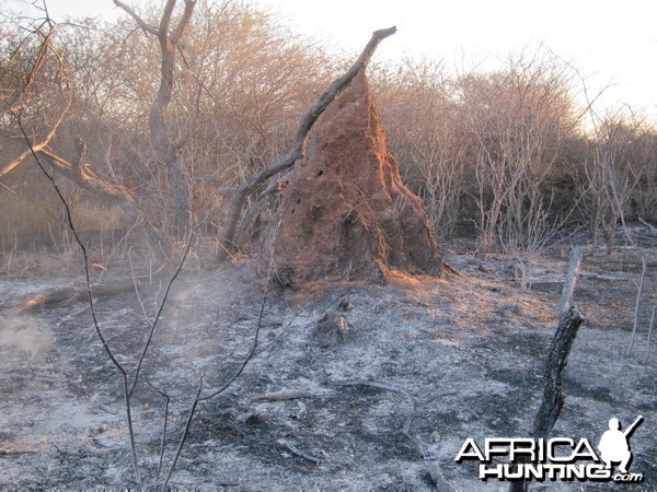 Controlled Bush Fire Namibia