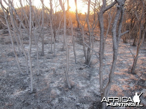 Controlled Bush Fire Namibia