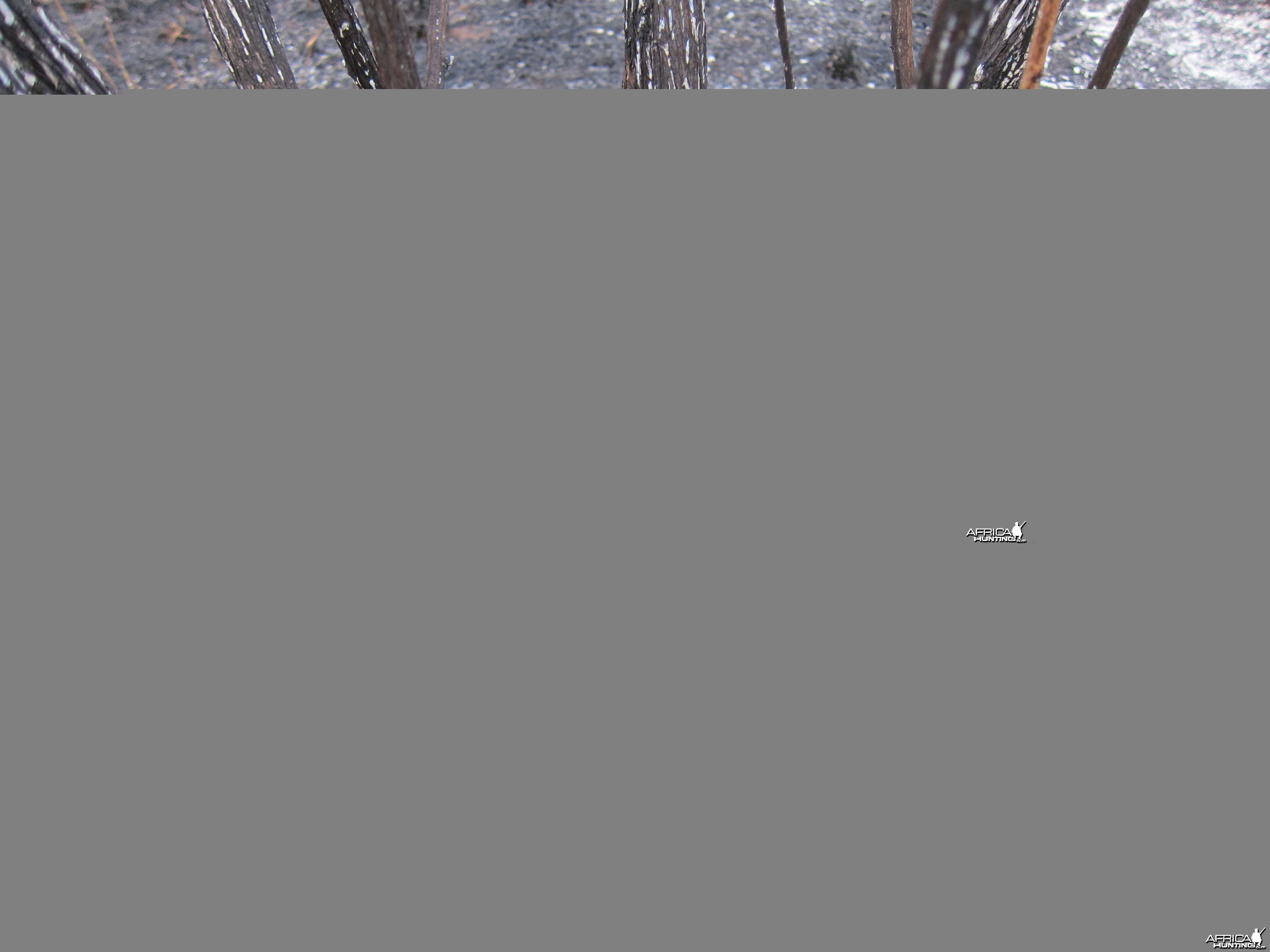 Controlled Bush Fire Namibia