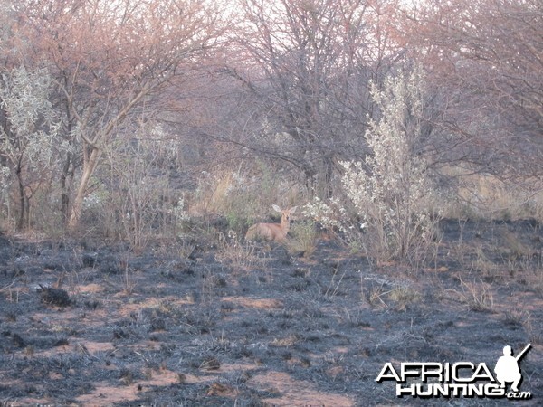 Controlled Bush Fire Namibia