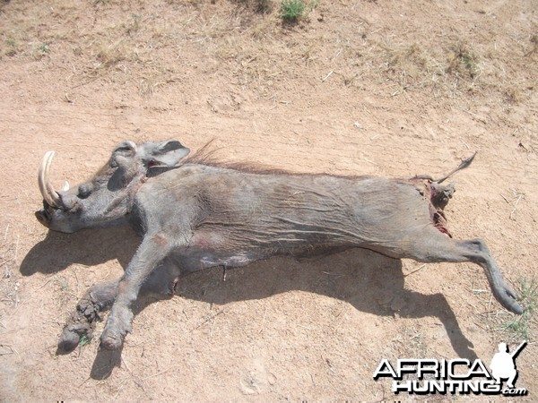 Warthog Namibia