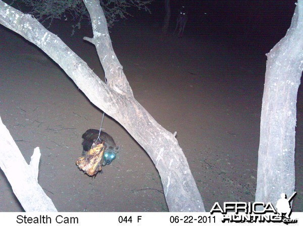 Brown Hyena Namibia