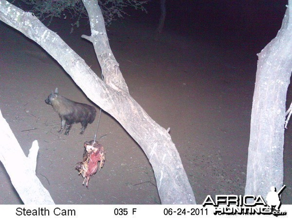 Brown Hyena Namibia