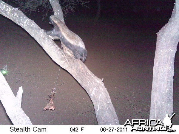 Brown Hyena Namibia