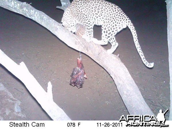 Leopard Namibia