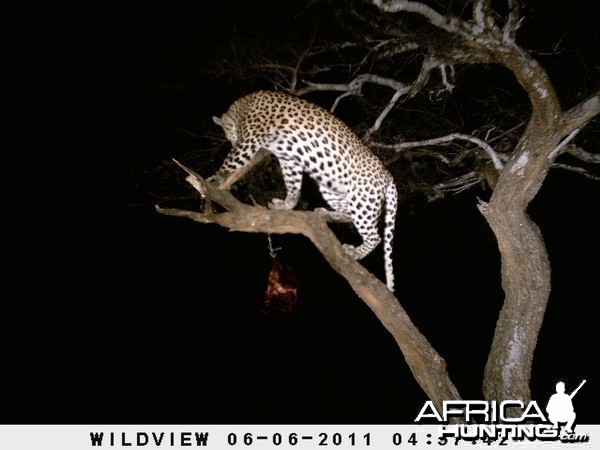 Leopard Namibia