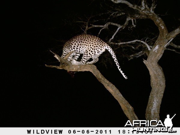 Leopard Namibia