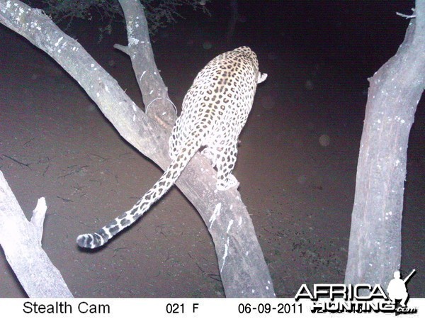 Leopard Namibia