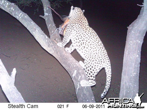 Leopard Namibia